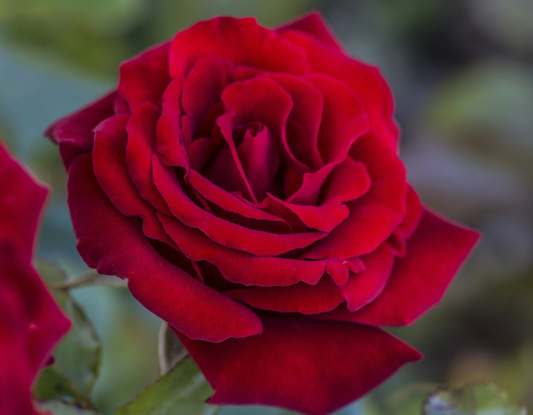 Bush Roses — Van Winden's
